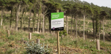 Autarquia recupera zona ardida parque natural Sintra – Cascais 2022