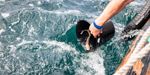 Largada de tubarões pata-roxa