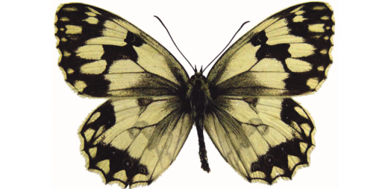 Melanargia lachesis
