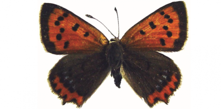 Lycaena phlaeas