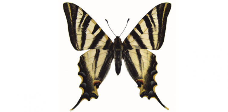 Iphiclides feisthamelii