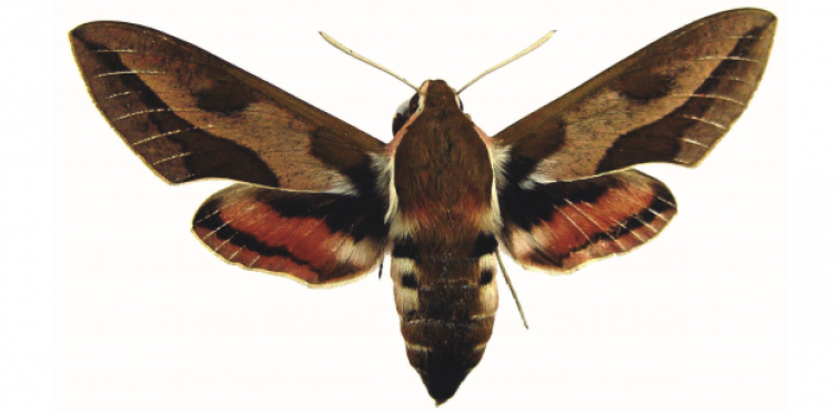 Hyles euphorbiae