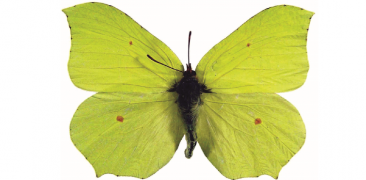 Gonepteryx rhamni m