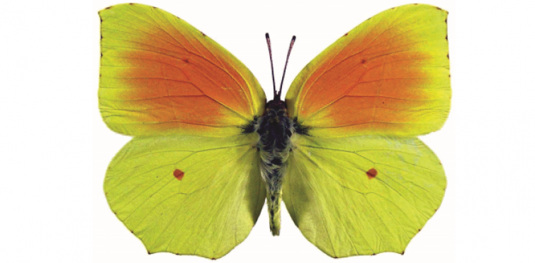Gonepteryx cleopatra m