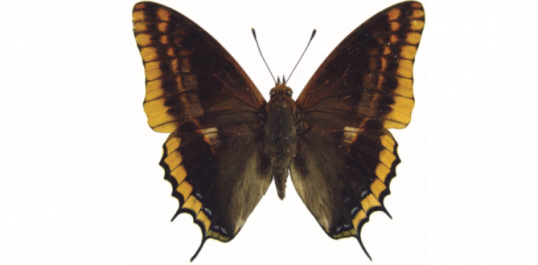 Charaxes jasius