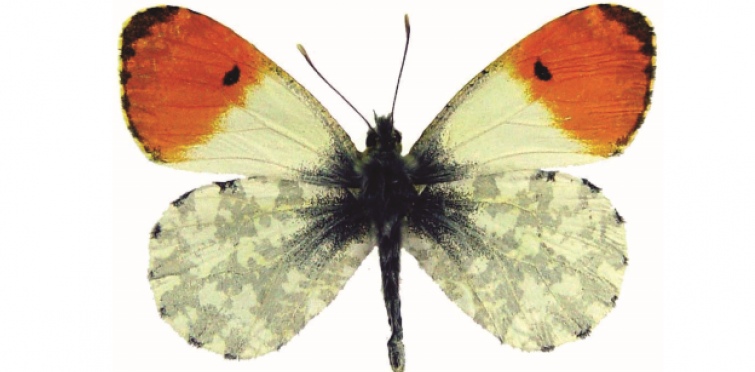 Anthocharis cardamines m