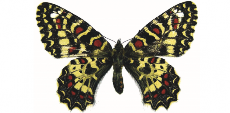 Zerynthia rumina