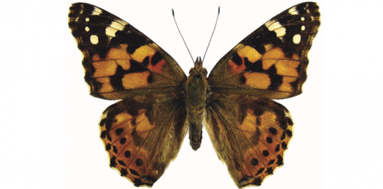 Vanessa cardui