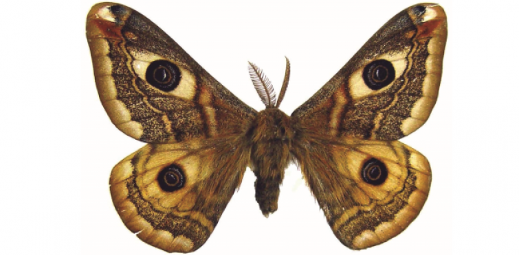 Saturnia pavonia m