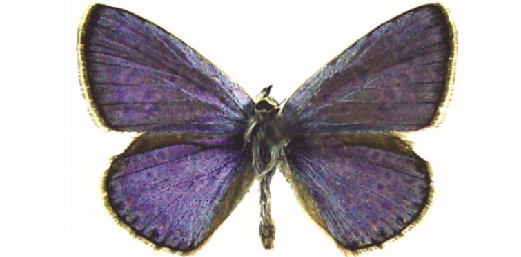 Polyommatus icarus m