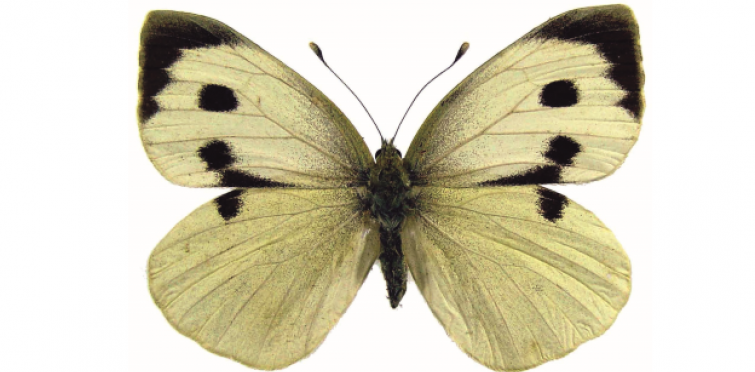 Pieris brassicae f