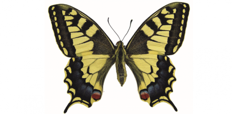 Papilio machaon