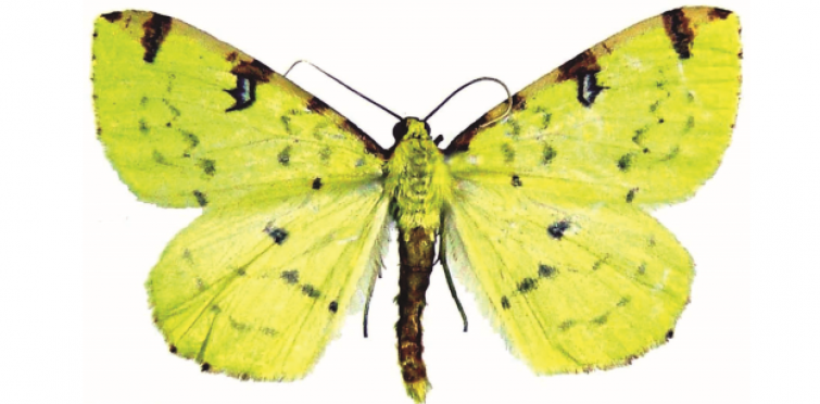 Opisthographis luteolata