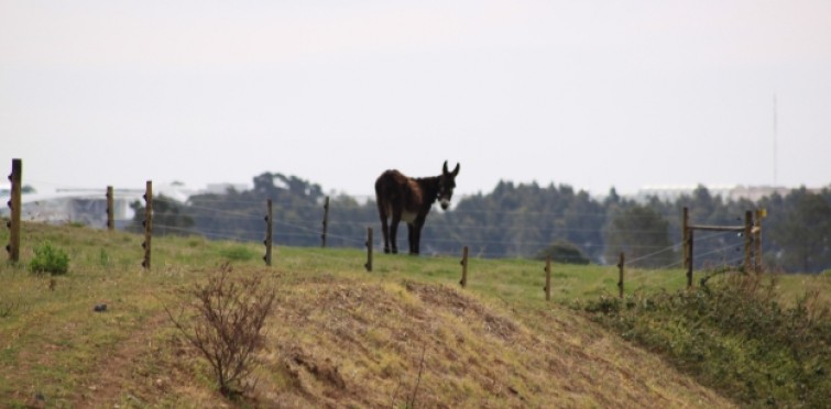 Burros Lanudos do Pisão