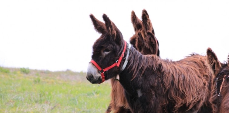 Burros Lanudos do Pisão