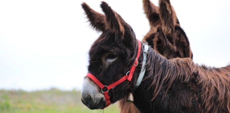 Burros Lanudos do Pisão