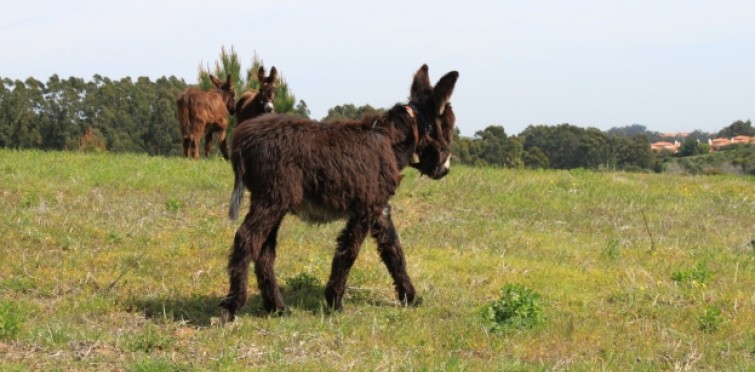 Burros Lanudos do Pisão