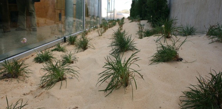 Recriação de duna à entrada do CIAPS
