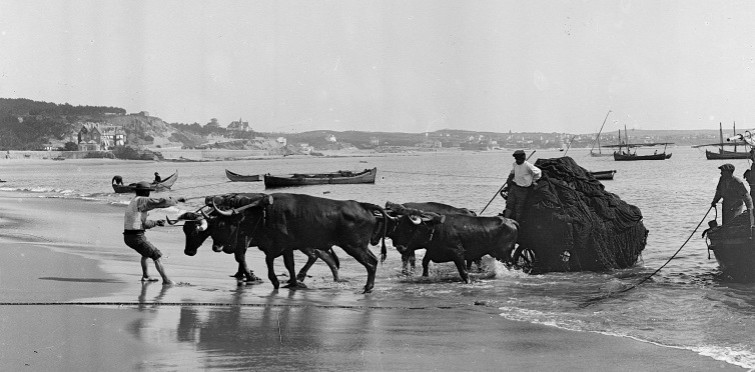 Bois puxando carro com redes, c. 1900 | Cascais