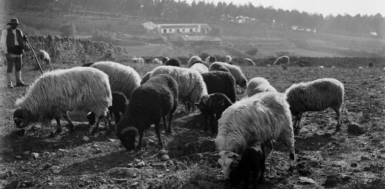Pastor com rebanho de ovelhas, c. 1900