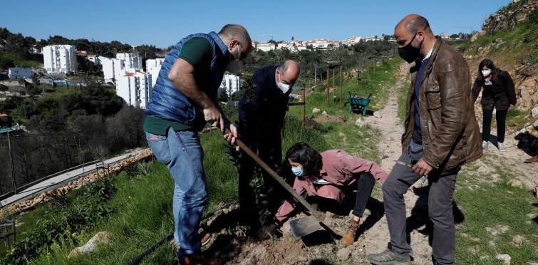 Plantação Medronheiros | Varandas de Cascais Plantação Medronheiros | Varandas de Cascais