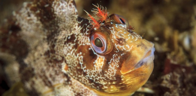 Parablennius gattorugine ©Athila Bertoncini