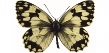 Melanargia lachesis