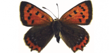 Lycaena phlaeas