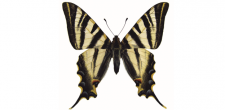 Iphiclides feisthamelii