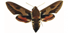 Hyles euphorbiae