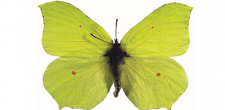 Gonepteryx rhamni m