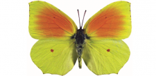 Gonepteryx cleopatra m