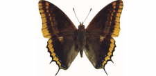 Charaxes jasius
