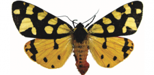Arctia villica
