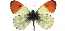 Anthocharis cardamines m