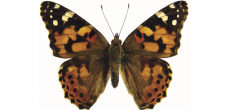 Vanessa cardui