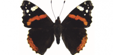 Vanessa atalanta