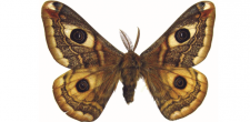 Saturnia pavonia m