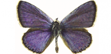 Polyommatus icarus m