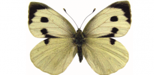 Pieris brassicae f
