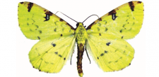 Opisthographis luteolata