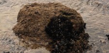 Zona de Interesse Biofísico das Avencas 