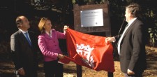 A mata dos dragoeiros do Parque de Palmela foi classificada como de "interesse público"