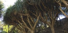 O Parque de Palmela abriga 36 exemplares de dragoeiros, uma espécie vulnerável e em risco de extinção no nosso país