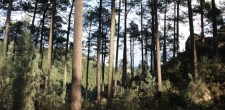 Passeios na Quinta do Pisão Passeios na Quinta do Pisão
