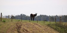 Burros Lanudos do Pisão