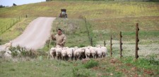 Passeios na Quinta do Pisão Passeios na Quinta do Pisão
