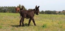 Burros Lanudos do Pisão