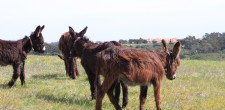 Burros Lanudos do Pisão