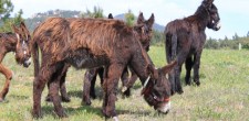 Burros Lanudos do Pisão